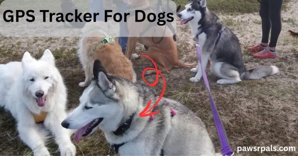 GPS Tracker For Dogs. Luna the grey and white siberian husky wearing a black tracker on her collar and pink and black harness, sitting side on facing left. Oscar white German Shepherd lying facing the camera head up, Arnie the small brown mixed breed dog sitting behind Luna facing away from the camera wearing a green harness, Ralf the black and white siberian husky sitting behind Luna facing left. Red arrow pointing to Luna's tracker