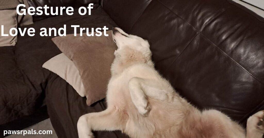 Gesture of Love and Trust. Luna the grey and white siberian husky, lying on her back, on a brown leather sofa, head away from the camera on a brown and cream cushion, front paws raised with neck and belly exposed.