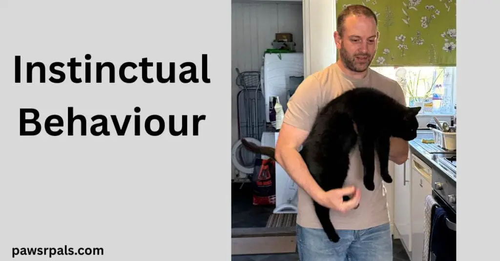 Instinctual Behaviour. Man with short brown hair, baird and moustache holding Pickles the black cat in front of him, left arm curling around Pickles back legs right arm holding Pickles under his front legs