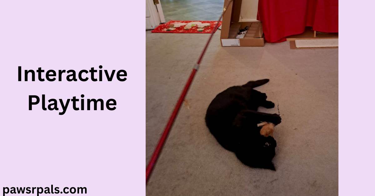 Interactive Playtime. Pickles the black cat lying on his side, head towards the camera, front paws holding a feather on the red lure stick, on a cream carpet with a red background