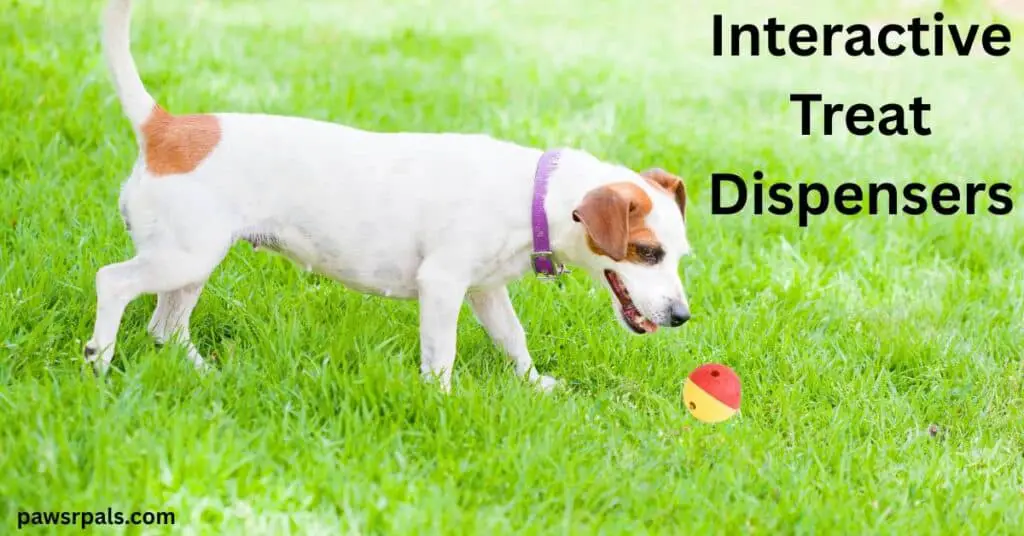 Interactive Treat Dispenser. Small Jack Russel Dog, white and brown walking on grass towards the red/yellow treat dispenser