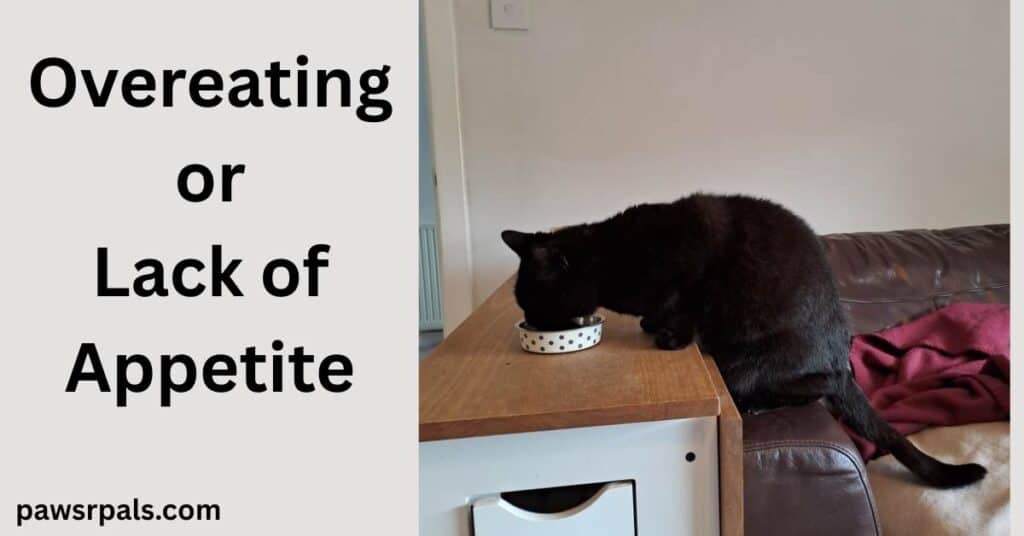 Overeating or Lack of Appetite. Pickles the black cat back legs perched on the arm of a brown sofa, front legs on the brown and white folded table top, head over a small white dotted round cat bowl, eating