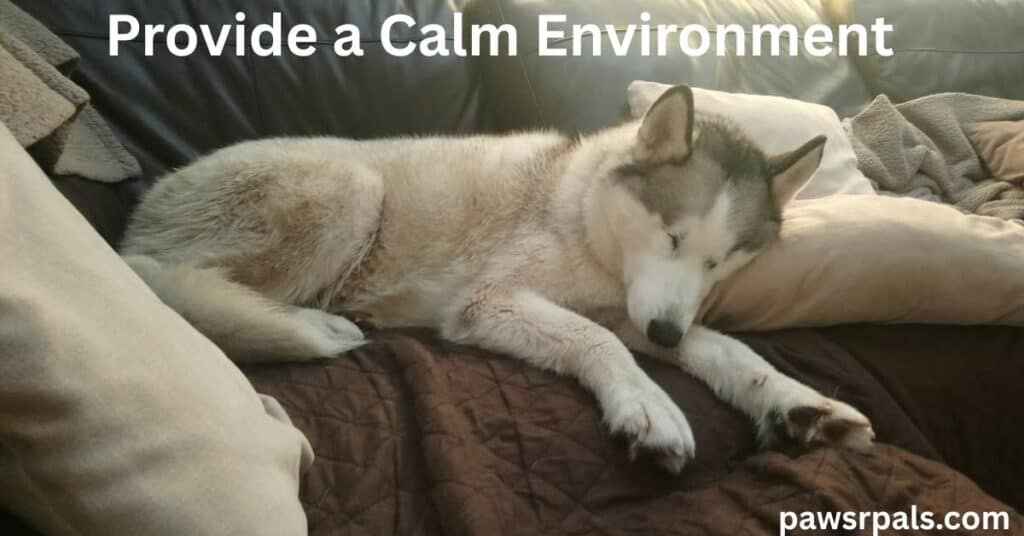 Provide A Calm Environment. Luna the grey and white siberian husky lying on a brown sofa, head to the right on a cream pillow, front legs straight out