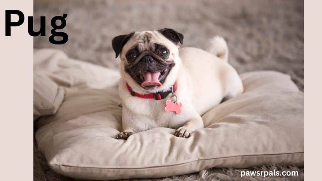 Pug. Cream and brown Pug lying on a cream cushion facing forward, relaxed face open mouth, wearing a pink collar with pink bone-shaped name tag
