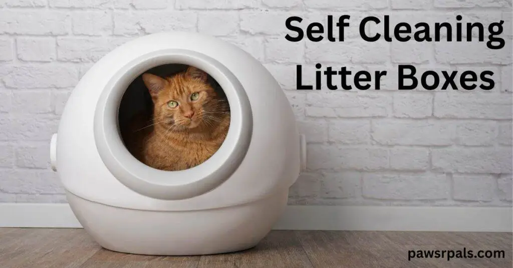 Self Cleaning Litter Boxes. Orange cat inside a round litter box, looking out, litter box sitting on a grey floor with white brick background