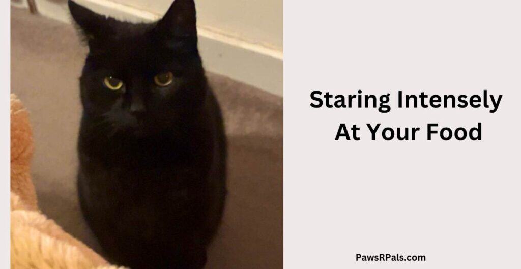 Staring Intensely At Your Food. Pickles the black cat with yellow eyes sitting staring at the camera on a grey carpet.