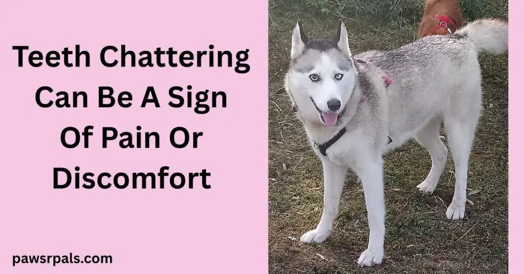 Teeth Chattering Can Be A Sign Of Pain Or Discomfort. Luna the grey and white siberian husky wearing a black harness, standing on grass, body at an angle, head turned towards the camers, left eye pupil larger than the right eye pupil