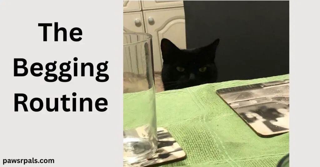 The Begging Routine. Pickles the black cat sat on a dining chair, the top of his head visible above the green covered table with black and white image table mat and glass in front of him