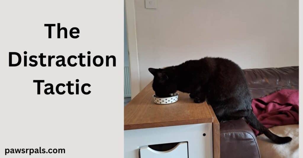 The Distraction Tactic. Pickles the black cat back legs perched on the arm of a brown sofa, front legs on the brown and white folded table top, head over a small white dotted round cat bowl, eating