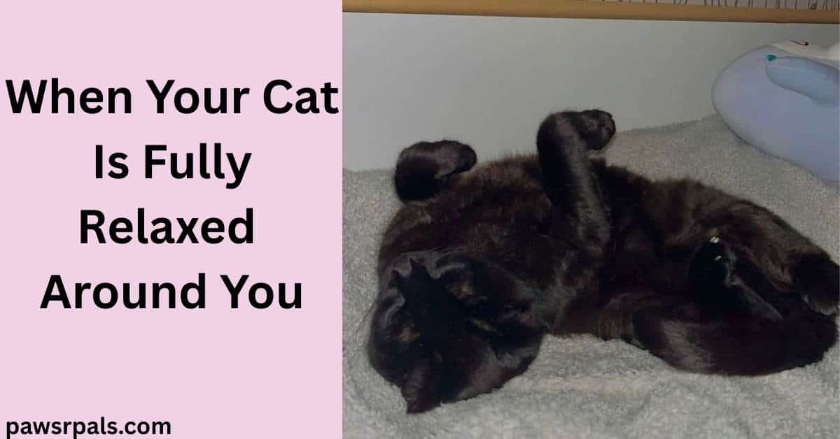 When Your Cat Is Fully Relaxed Around You. Image on right Pickles the black cat lying on his back front paws in the air on a grey fluffy blanket