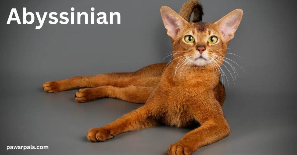 Abyssinian. Orange Abyssinian cat lying, legs out to the front and left side, head raised looking towards the camera on a gey background