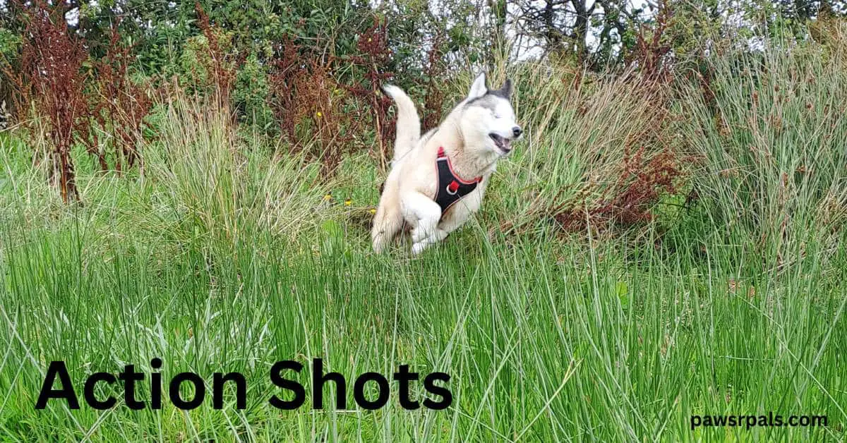 Action Shots. Luna the grey and white siberian husky wearing a black and red harness, mid run through long grass towards the camera