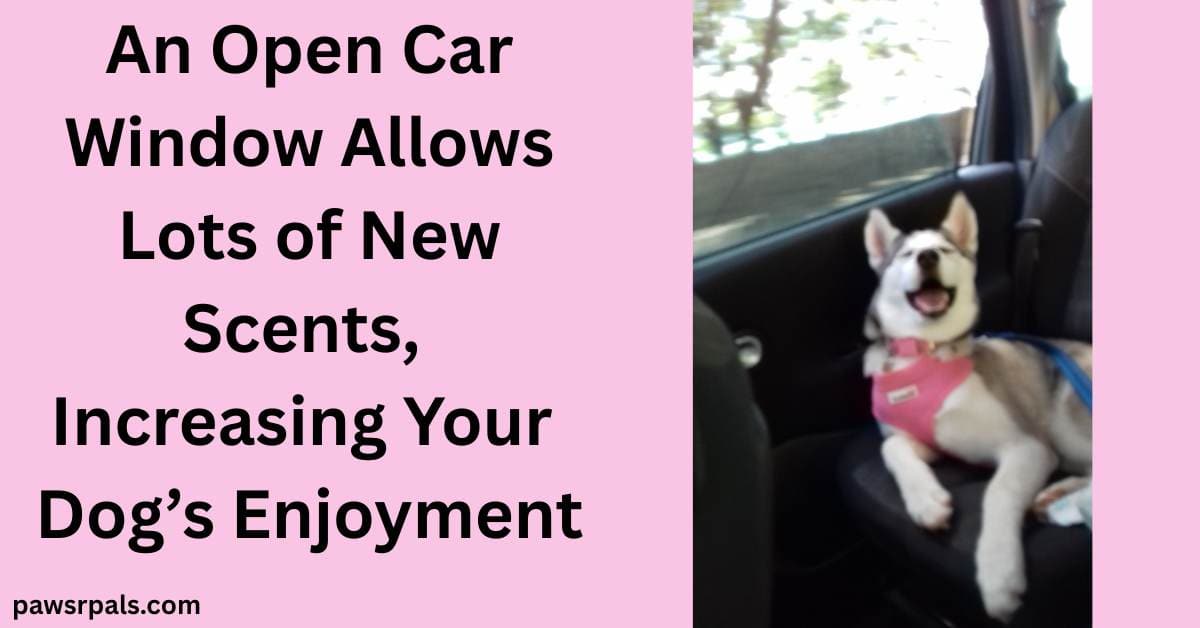An Open Car Window Allows Lots Of New Scents, Increasing Your Dog's Enjoyment. Right hand image of Luna the grey and white siberian husky with blue eyes wearing a pink harness, lying on a car seat beside an open window, head raised, face relaxed and happy with an open mouth
