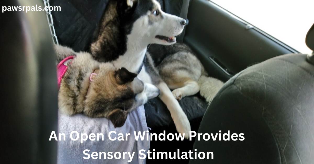 An Open Car Window Provides Sensory Stimulation. Luna the grey and white siberian husky lying across the back seat of a car, facing away from the camera, in front of Ralf the black and white siberian husky, lying on the car seat, head raised and looking to the right at the open car window, face relaxed and happy with an open mouth