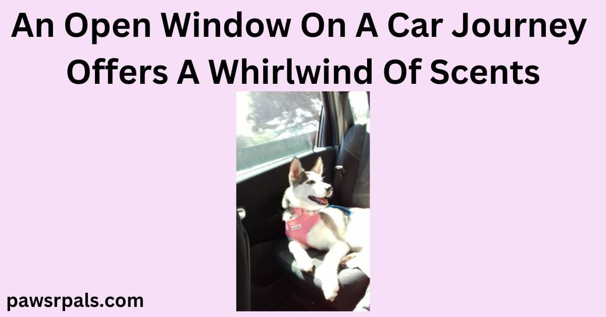 An Open Window On A Car Journey Offers A Whirlwind Of Scents. Centre image, Luna the grey and white siberian husky with blue eyes wearing a pink harness, lying on a car seat in front of an open window, head raised, relaxed happy face with open mouth