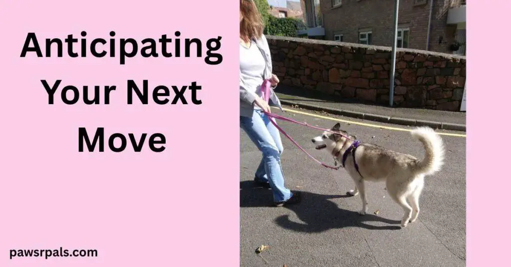 Anticipating Your Next Move. Image on right, Woman with long brown hair wearing a white tshirt, grey fleece and jeans, body turned towards Luna head turned to the left, holding a pink lead attached to Luna the grey and white siberian husky wearing a black harness walking away from the camera, looking at the woman, relaxed body and face