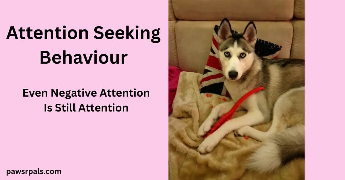 Attention Seeking Behaviour. Even Negative Attention Is Still Attention. Image on right, Luna the grey and white puppy lying on a cream sofa and cream fluffy blanket, looking at the camera, chewed red throw stick between front paws, chewed pieces of the stick on the sofa