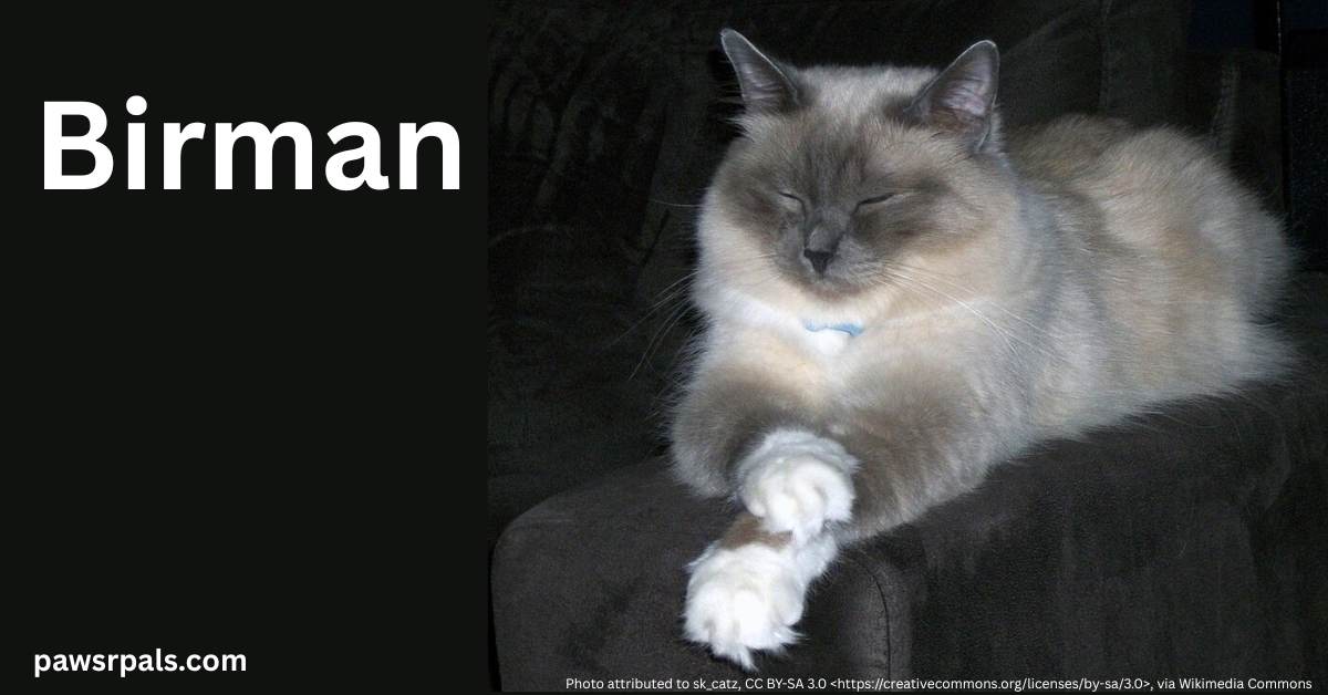 Birman. Grey, light brown and white Birman cat lying facing the camera, front white paws crossed in front, head up eyes closed lying on a black surface