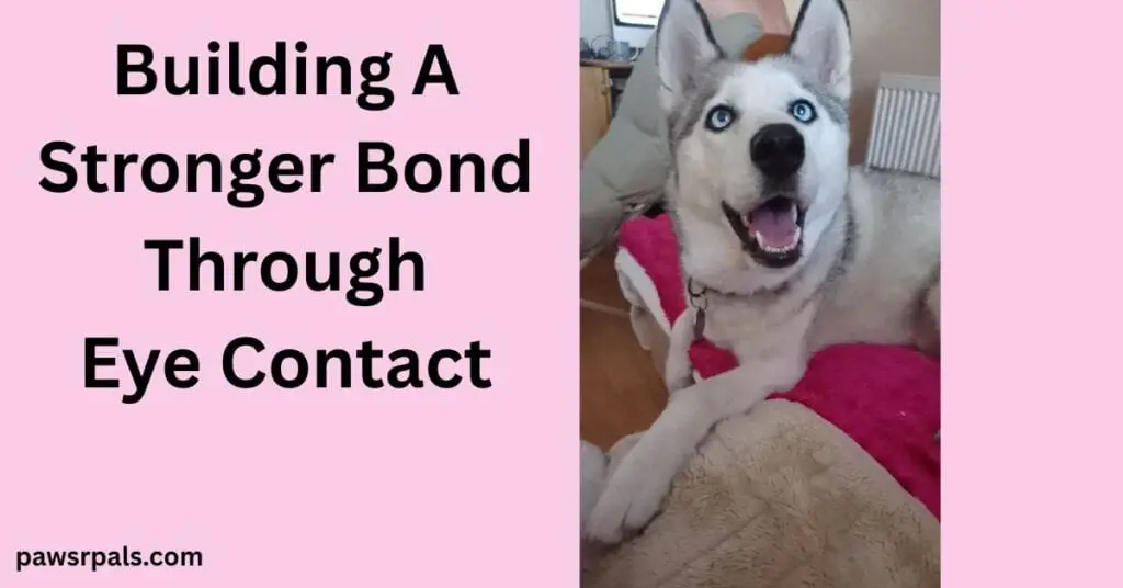 Building A Stronger Bond Through Eye Contact. Luna the grey and white siberian husky with blue eyes, lying on a pink fluffy blanket, head raised looking at the camera, face relaxed open mouth