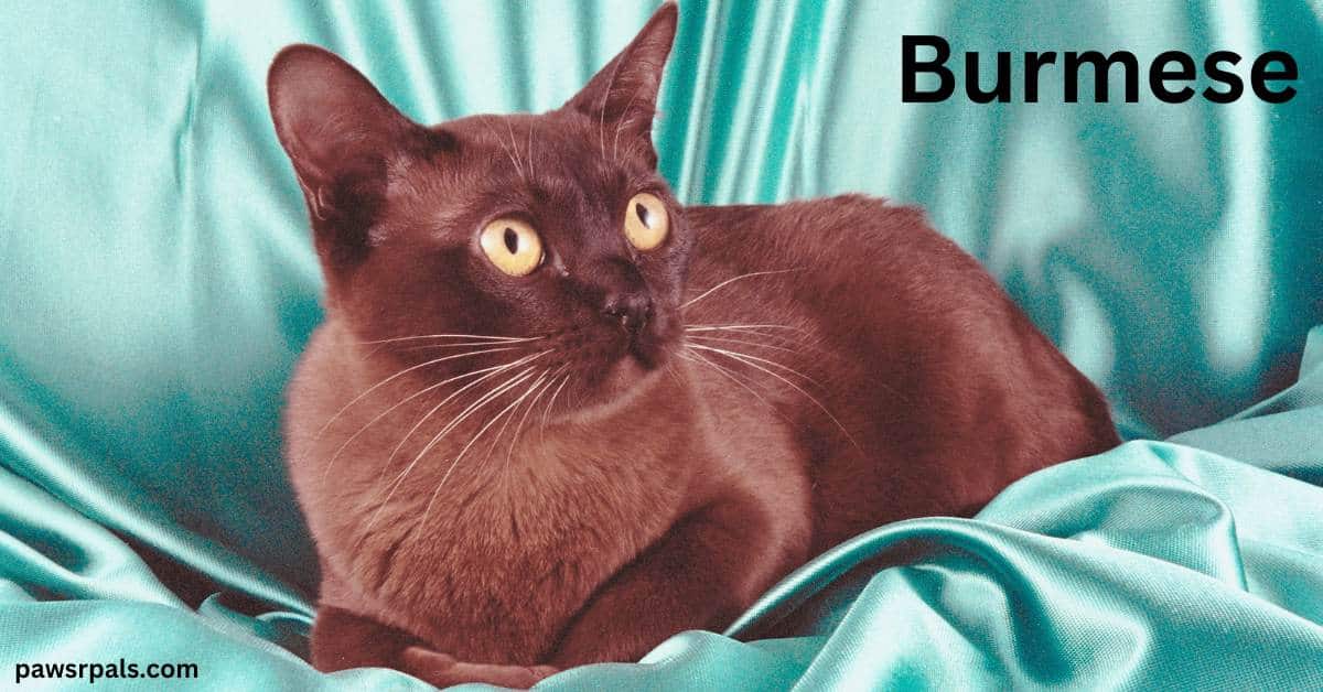 Burmese. Brown Burmese cat lying on a green satin-like material, head raised looking right