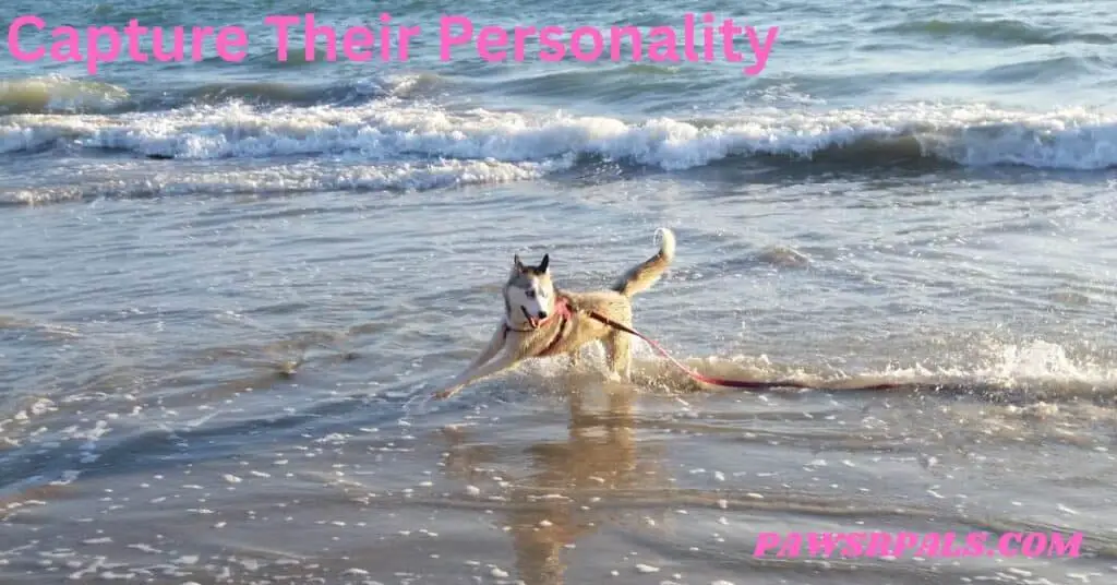 Capture Their Personality. Luna the grey and white siberian husky running through the waves, moving towards the left of the image