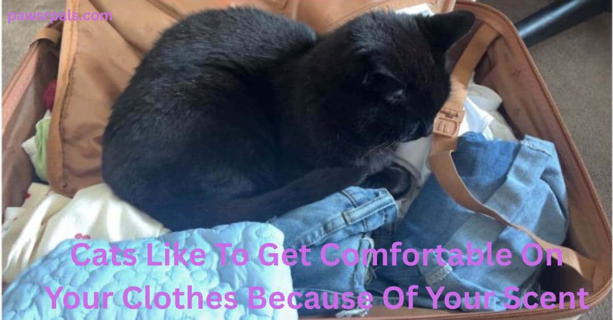 Cats Like To Get Comfortable On Your Clothes Because Of Your Scent. Pickles the black cat loafing on top of clothes in a brown suitcase