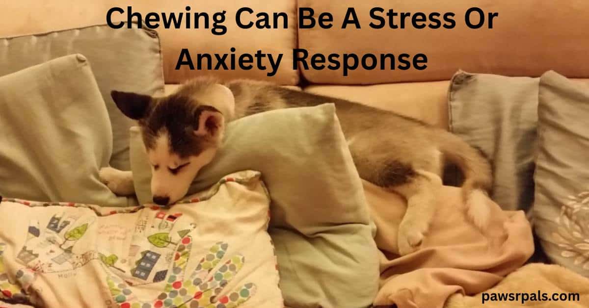 Chewing Can Be A Stress Or Anxiety Response. Luna the grey and white siberian husky puppy lying on and behind blue cushions on a cream sofa, multi coloured patterned pillow in the foreground
