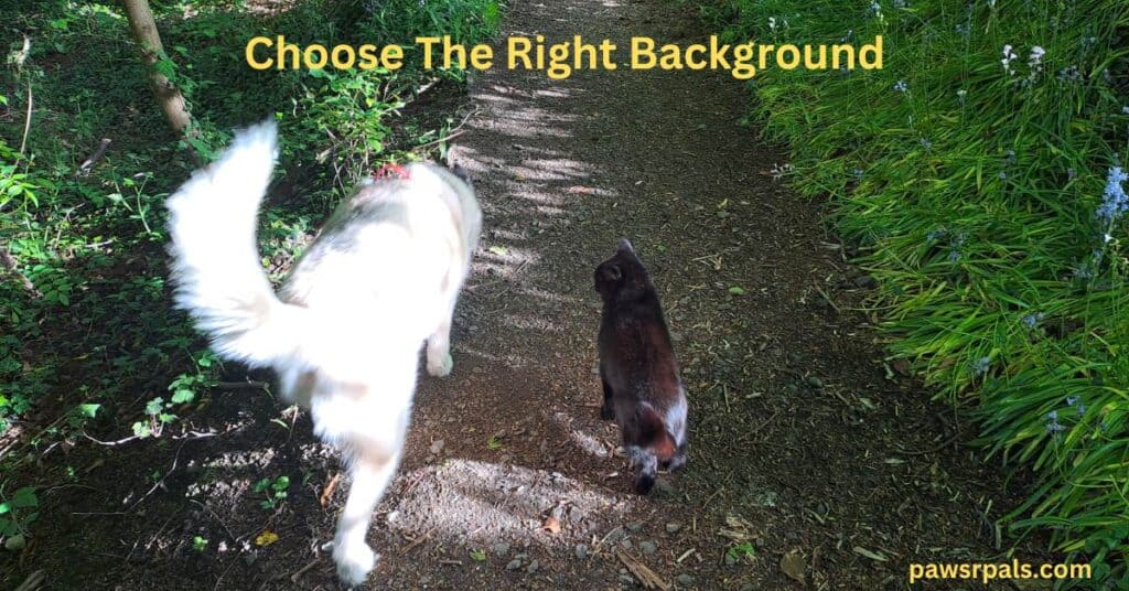 Choose The Right Background. Luna the grey and white siberian husky walking away from the camera on the left, next to Pickles the black cat walking away from the camera beside Luna, on a dirt path with grass and trees to each side of the path