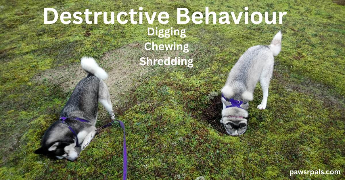 Destructive Behaviour. Digging Chewing Shredding. On the left, Ralf the black and white husky wearing a purple harness attached to a purple lead, head and front paws in a hole, next to Luna the gre and white husky wearing a purple harness, head and front paws in a hole, on grass