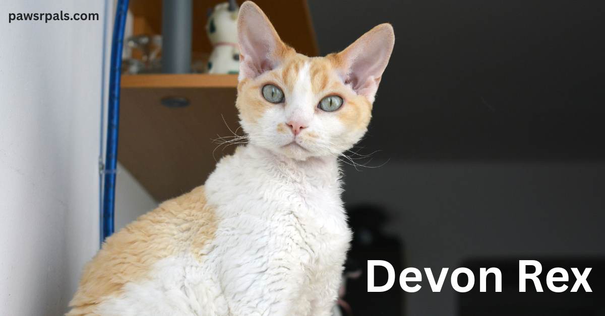 Devon Rex. White and orange Devon Rex cat sat upright, head turned towards the camera