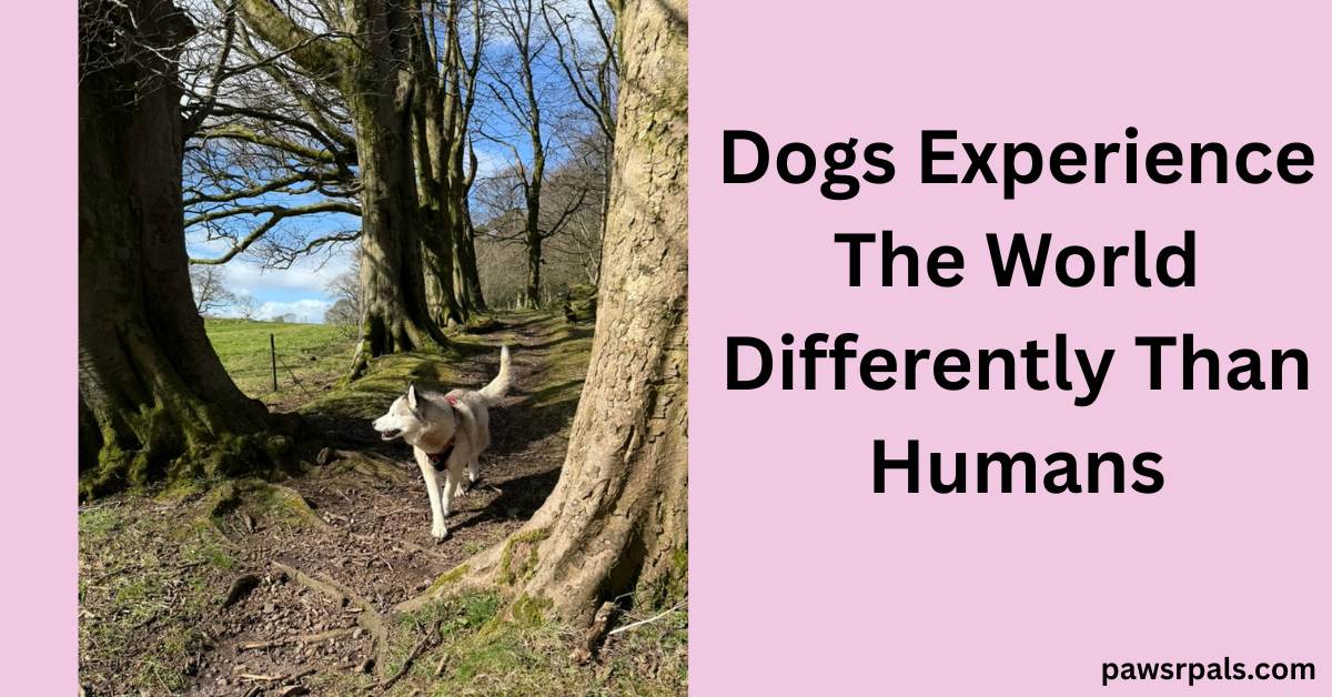 Dogs Experience The World Differently Than Humans. Luna the grey and white siberian husky wearing a black and red harness, walking towards the camera, on a dirt path between trees, head turned to the left