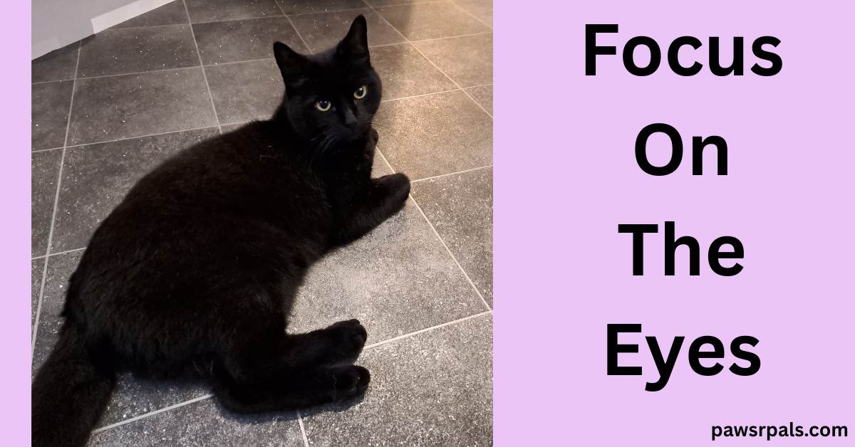 Focus On The Eyes. Pickles the black cat lying on his side, body away from the camera, head raised looking towards the camera, on grey tile flooring, 