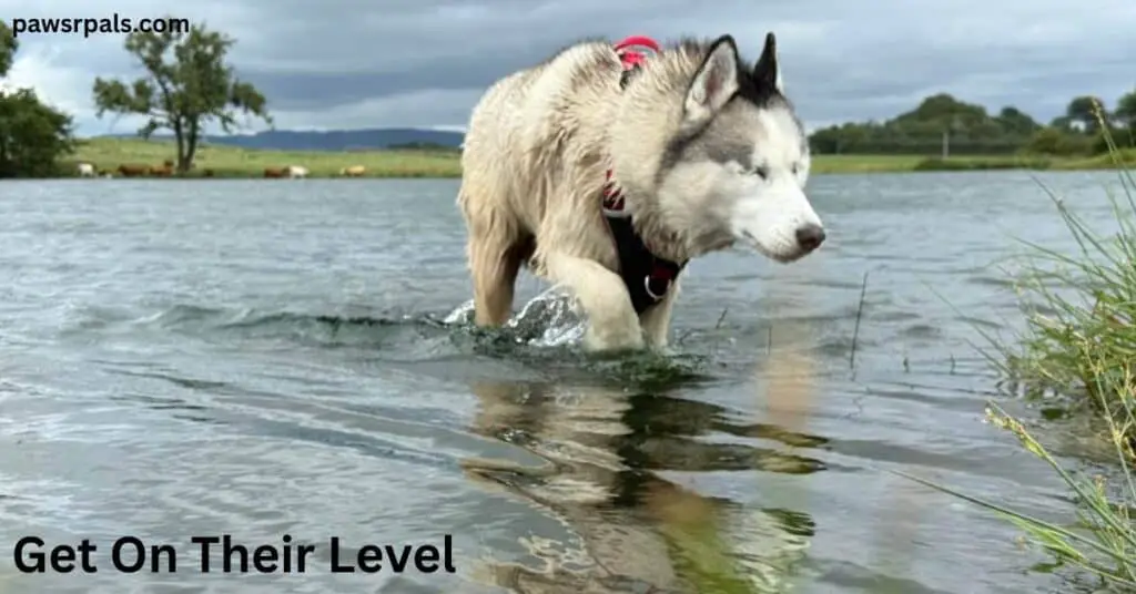 Get On Their Level. Luna the blind grey and white siberian husky, wearing a black and red harness walking out of the water with trees, fields and cows in the background