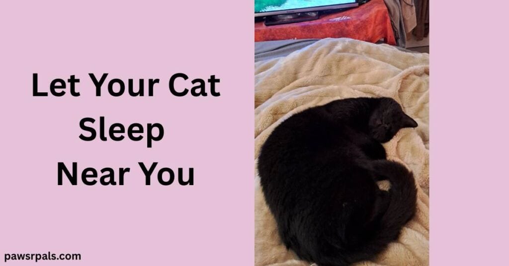 Let Your Cat Sleep Near You. Pickles the black cat curled on top a beige fluffy blanket, bottom of a tv in the background
