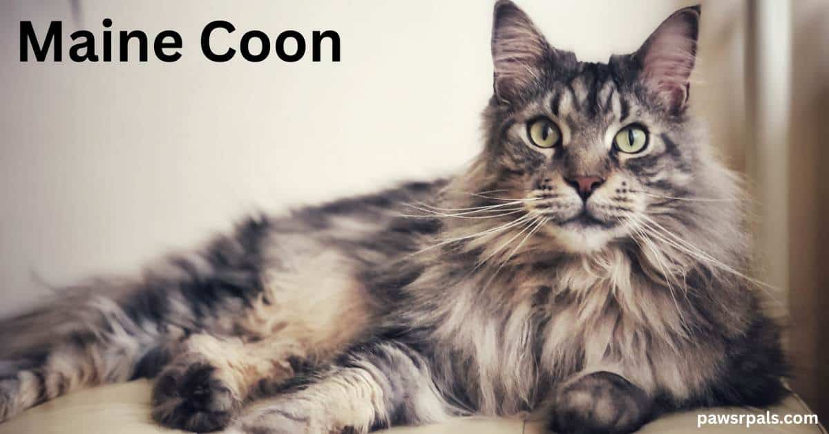 Main Coon. Black, grey and white main coon cat lying on its side, legs out to the left, head up facing the camera