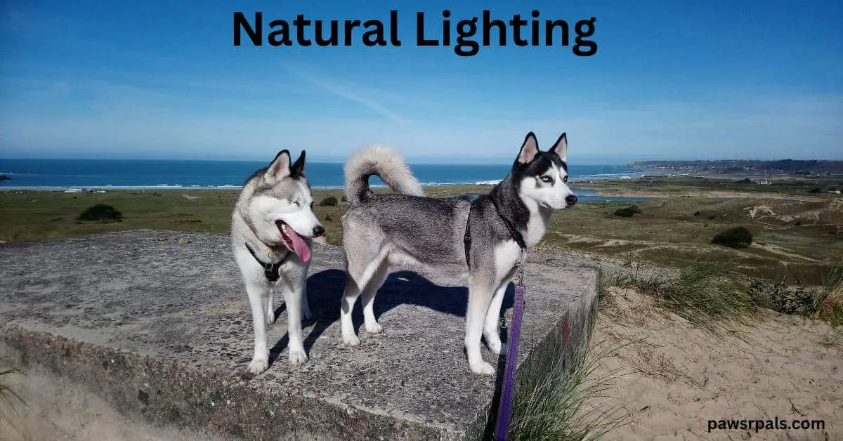 Natural Lighting. Luna the grey and white siberian husky standing body facing the camera, head turned to the right towards Ralf the black and white siberian husky standing side on to the camera, both on a concrete ledge, sand sea and blue sky in the background