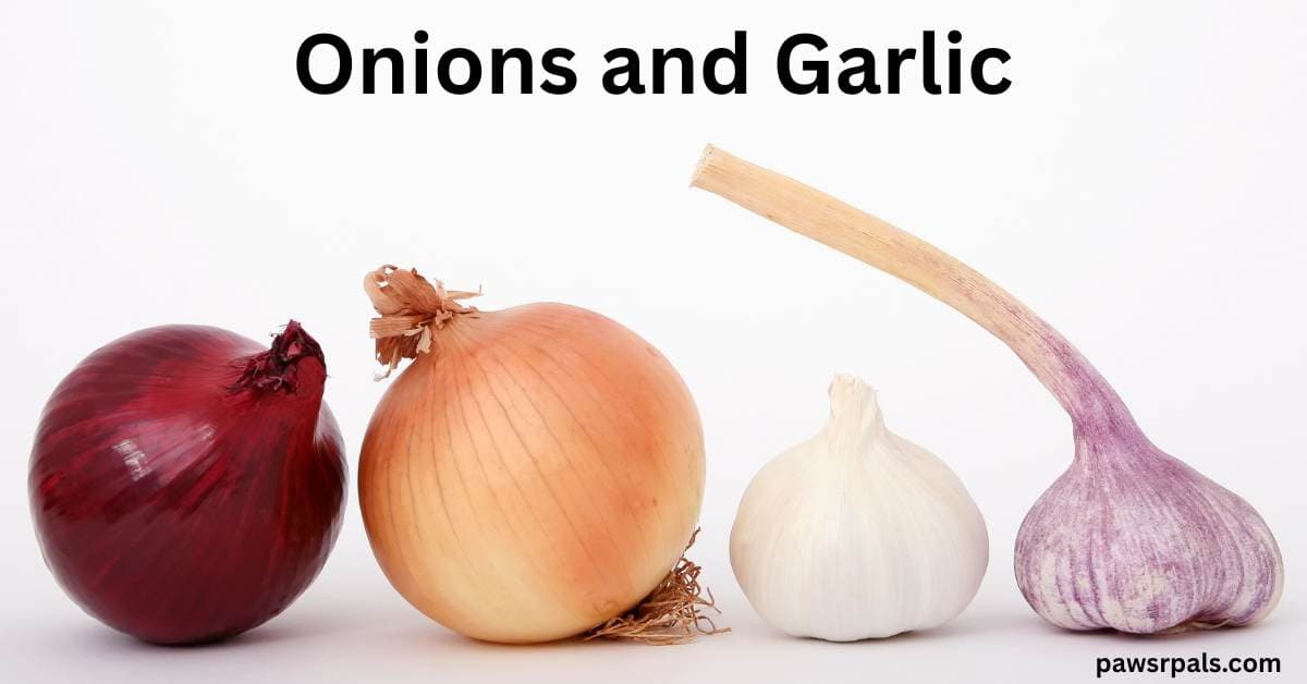 Onions and Garlic. Image of Red and white onlion next to a white and wild garlic on a white background