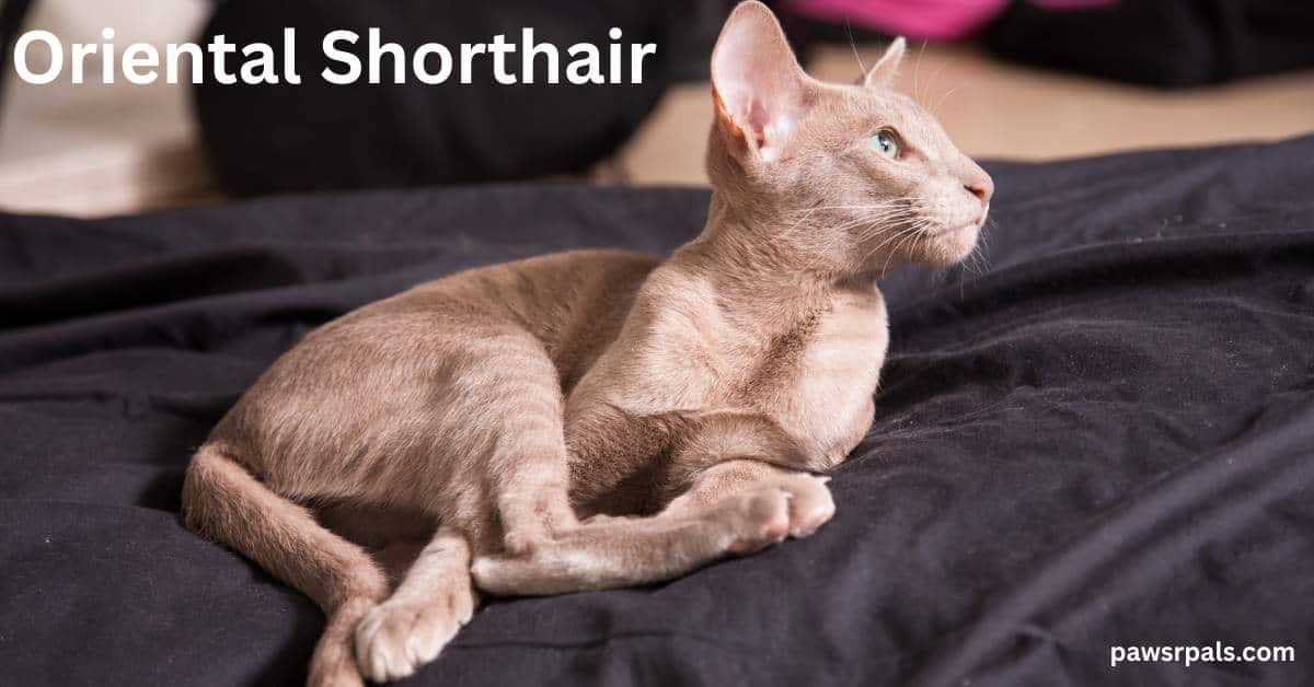 Oriental Shorthair. Brown oriental shorthair cat lying on its side head up looking right on a brown blanket