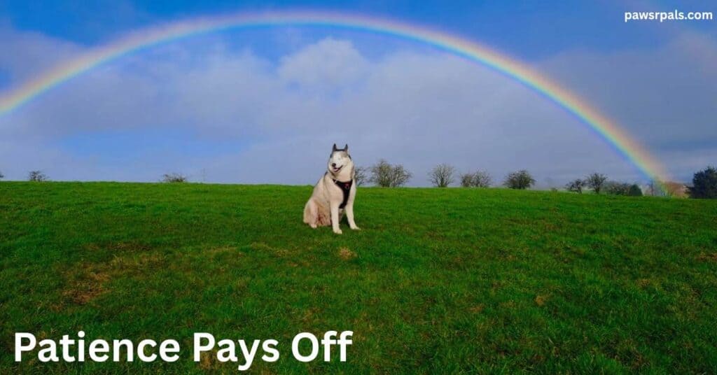 Patience Pays Off. Luna the blind grey and white siberian husky wearing a black and red harness sitting on a grassy hill, body facing right, head turned facing left, relaxed happy open mouth face under a rainbow and blue sky