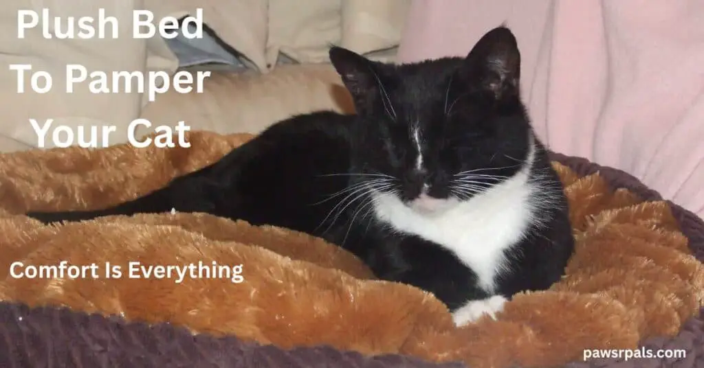 Plush Bed To Pamper Your Cat. Comfort Is Everything. Jellytots the black and white cat lying facing the camera, front paws forward, eyes closed, lying on a fluffy brown pillow with a pink blanket and cream curtain in the background.