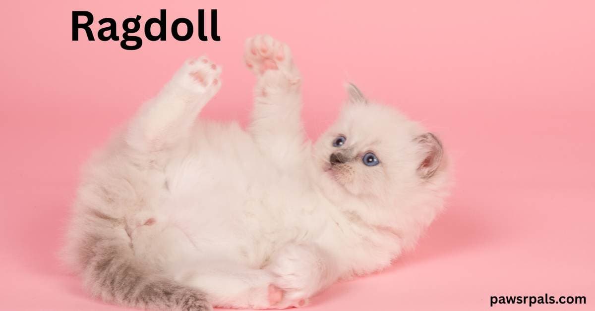 Ragdoll. White ragdoll kitten lying on its back playing with its paws on a pink background