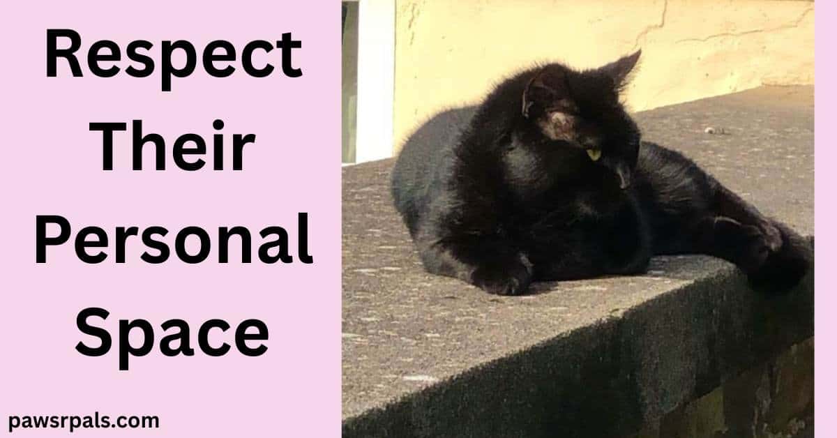 Respect Their Personal Space. Pickles the black cat lying on top of a concrete wall, head towards the camera, looking to the right, yellow wall in the background