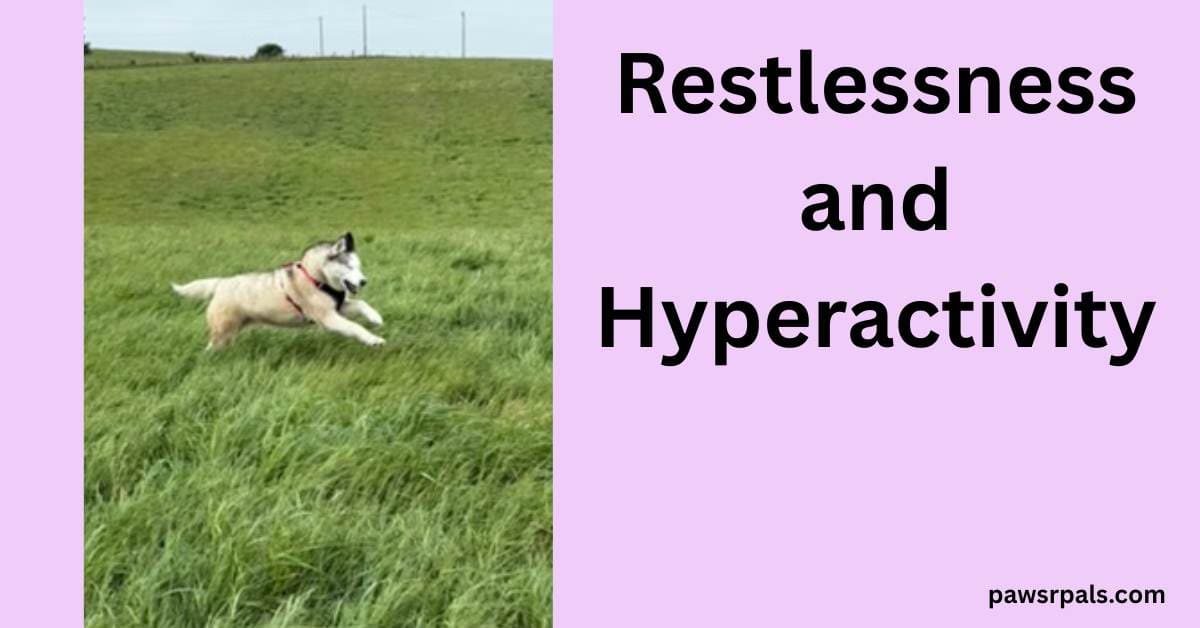 Restlessness and Hyperactivity. Image on the left, Luna the blind grey and white siberian husky wearing a black and red harness, running through grass to the right of the photo, face happy and open mouth