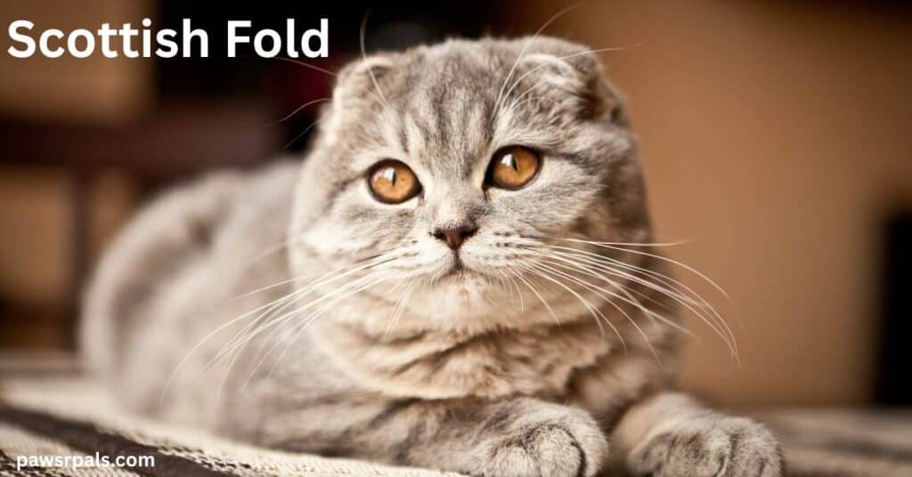 Scottish Fold. Light brown and white Scottish Fold cat lying facing the camera, paws out to the front, head raised