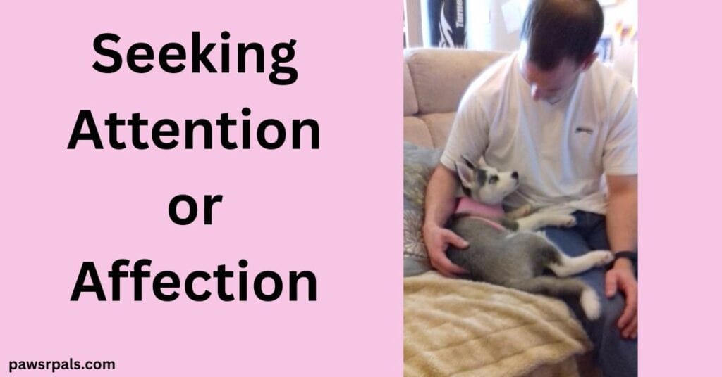 Seeking Attention or Affection. Luna the grey and white siberian husky puppy wearing a pink harness, laying on her back, staring up at a man wearing a white tshirt, arm cradling Luna's back, Luna's legs wrapped around his other arm and leg, staring at Luna, on a beige fluffy blanket