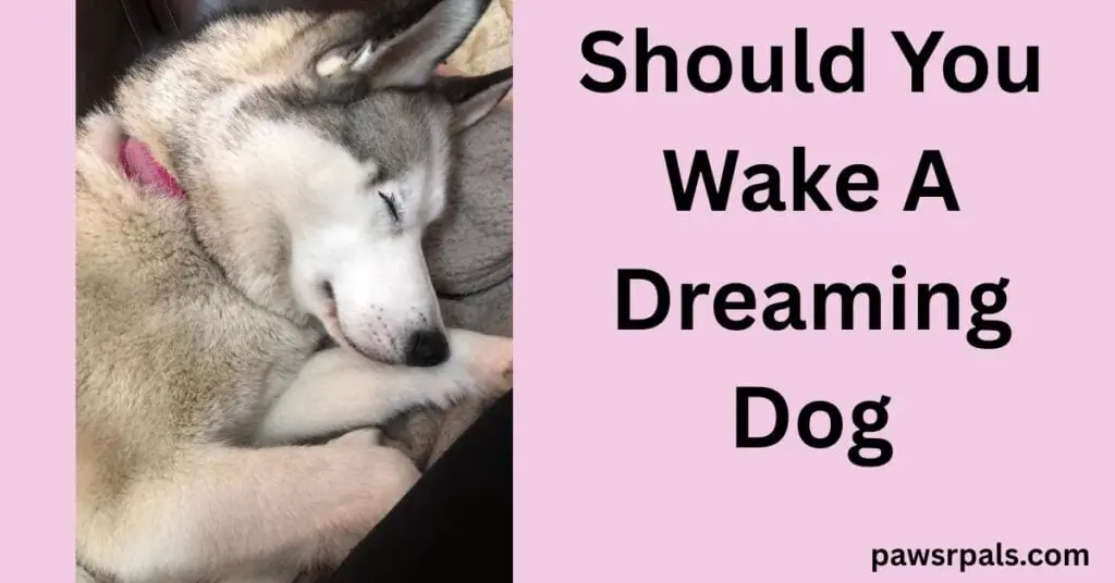Should You Wake A Dreaming Dog. Image on the left, Luna the grey and white siberian husky wearing a pink collar, lying sleeping on her side, front legs at her head