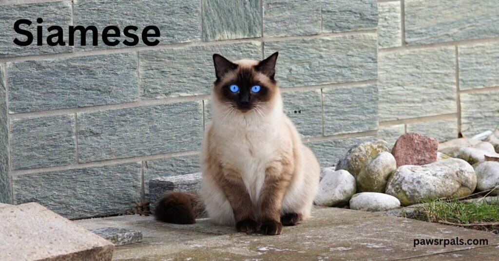 Siamese. White and brown Siamese cat sat upright facing the camera on a concrete floor, grey brick wall behind