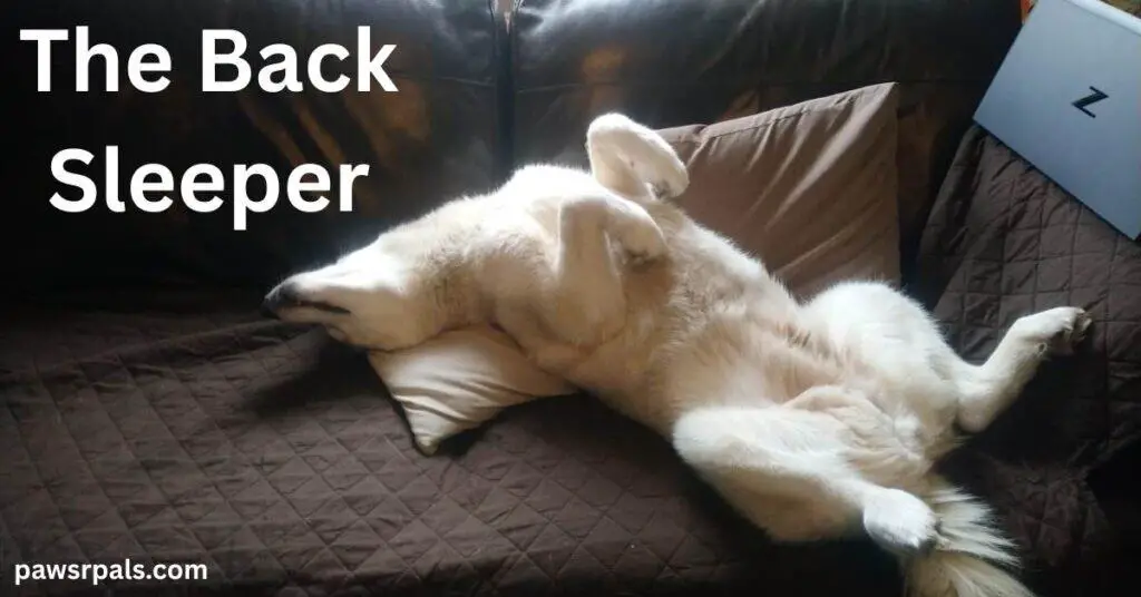 The Back Sleeper. Luna the grey and white siberian husky lying on her back sleeping with her paws in the air on a cream pillow on a brown sofa
