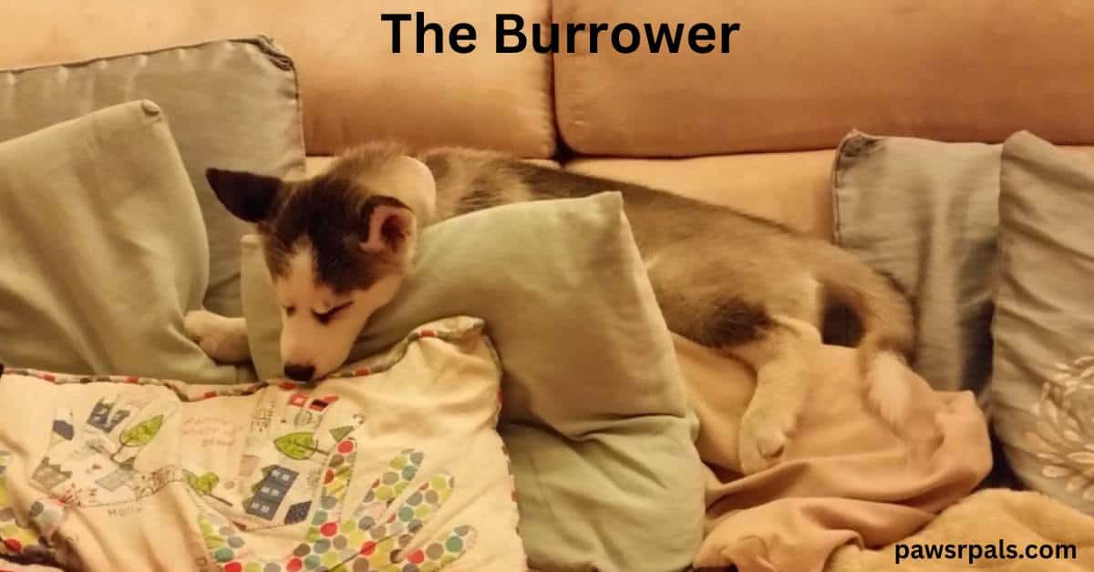 The Burrower. Luna the grey and white siberian husky puppy sleeping side-on behind blue cushions on a cream sofa