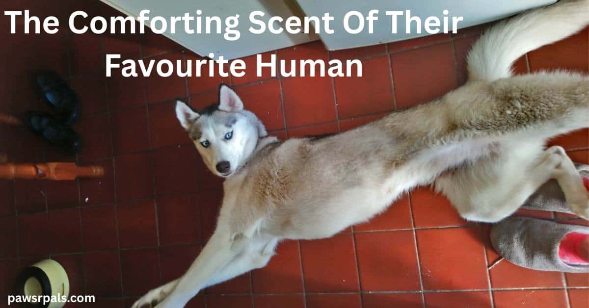 The Comforting Scent Of Their Favourite Human. Luna the grey and white siberian husky lying on her side, front and back legs stretched out, head turned looking at the camera, a pair of black shoes next to her front paws and a pair of grey and red slippers at her back paws, lying on a red squared tiled floor
